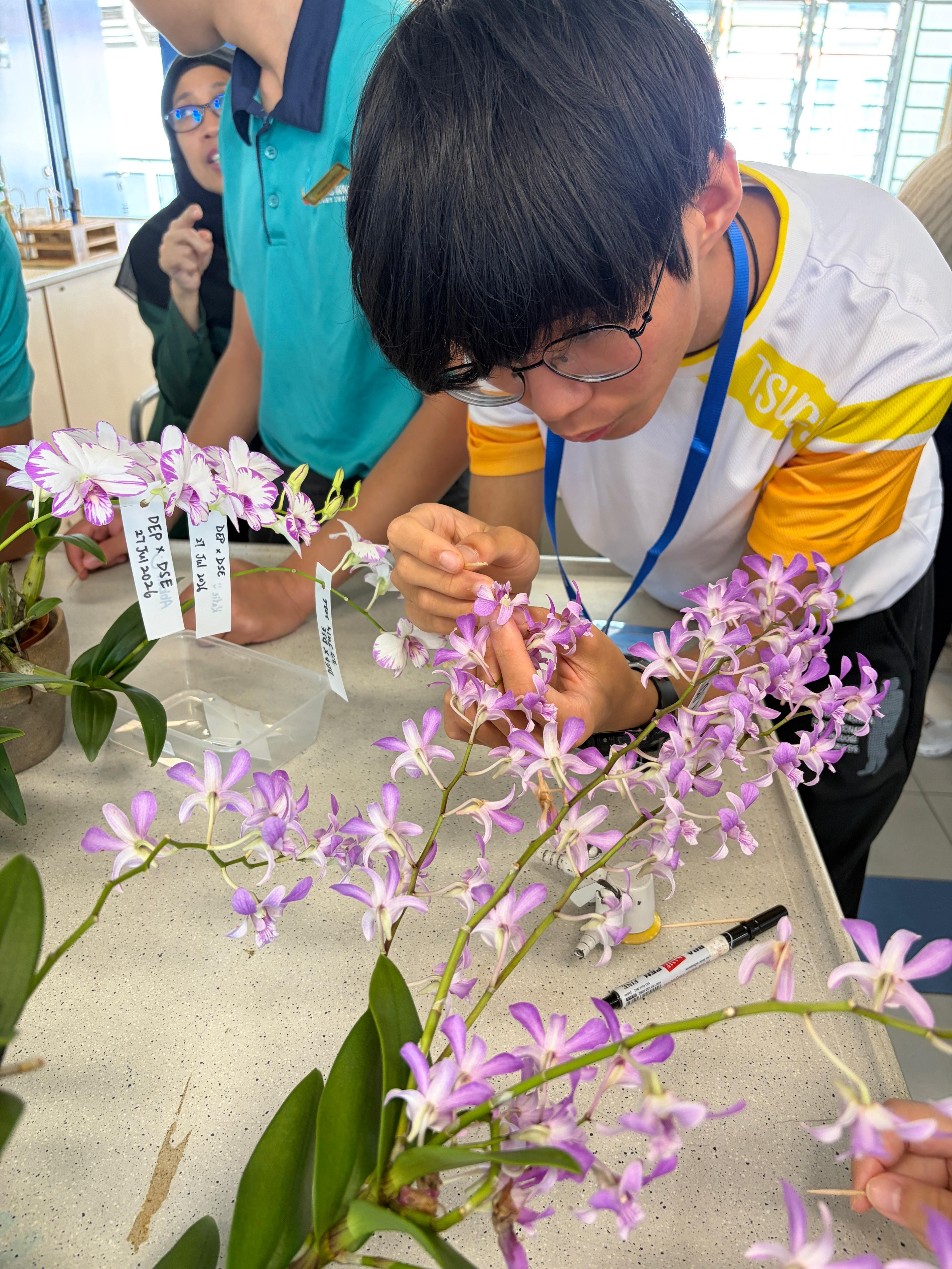 Student trying to hybridise an orchid